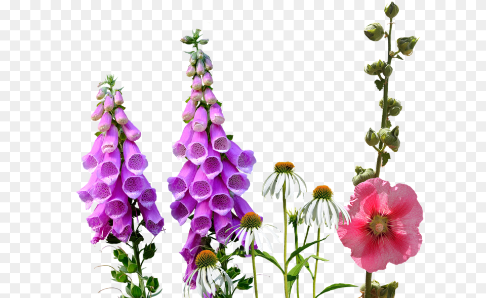 Transparent Wild Flowers Wildflowers, Flower, Petal, Plant, Geranium Free Png