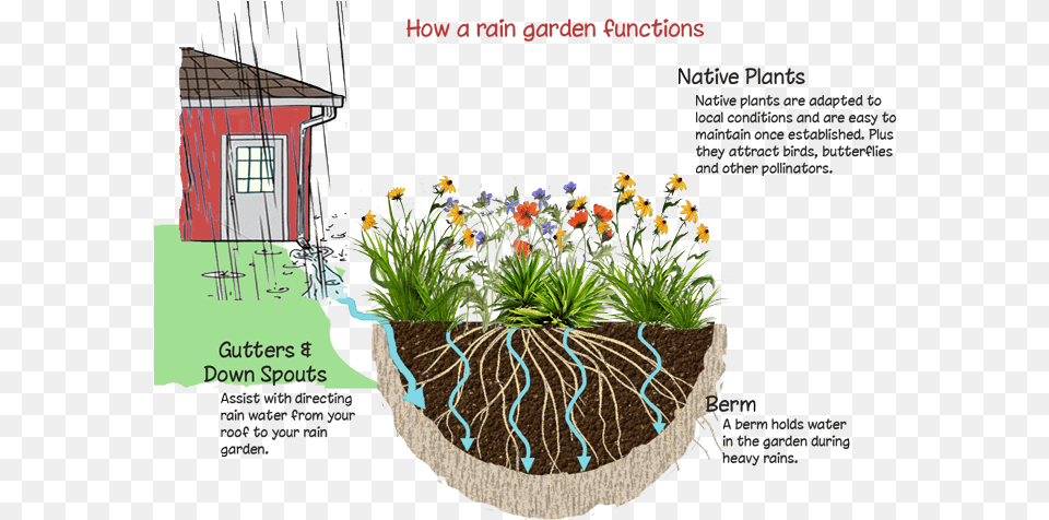 Transparent Wild Plants Rain Garden, Jar, Plant, Planter, Potted Plant Png Image