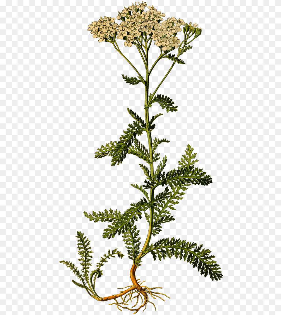 Transparent Wild Plants Yarrow Drawing, Apiaceae, Flower, Herbal, Herbs Free Png