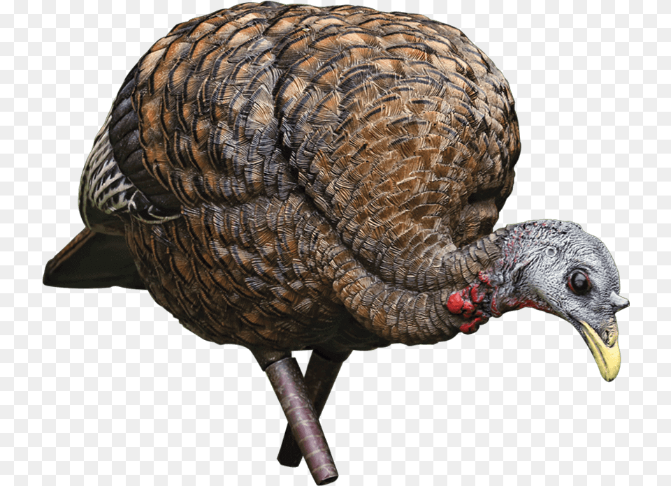 Transparent Wild Turkey, Animal, Bird, Fowl, Poultry Free Png Download