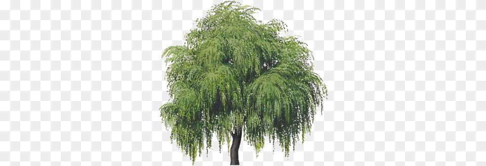 Transparent Willow Tree Hd Transparent Background Willow Tree, Plant, Chandelier, Lamp, Vegetation Free Png
