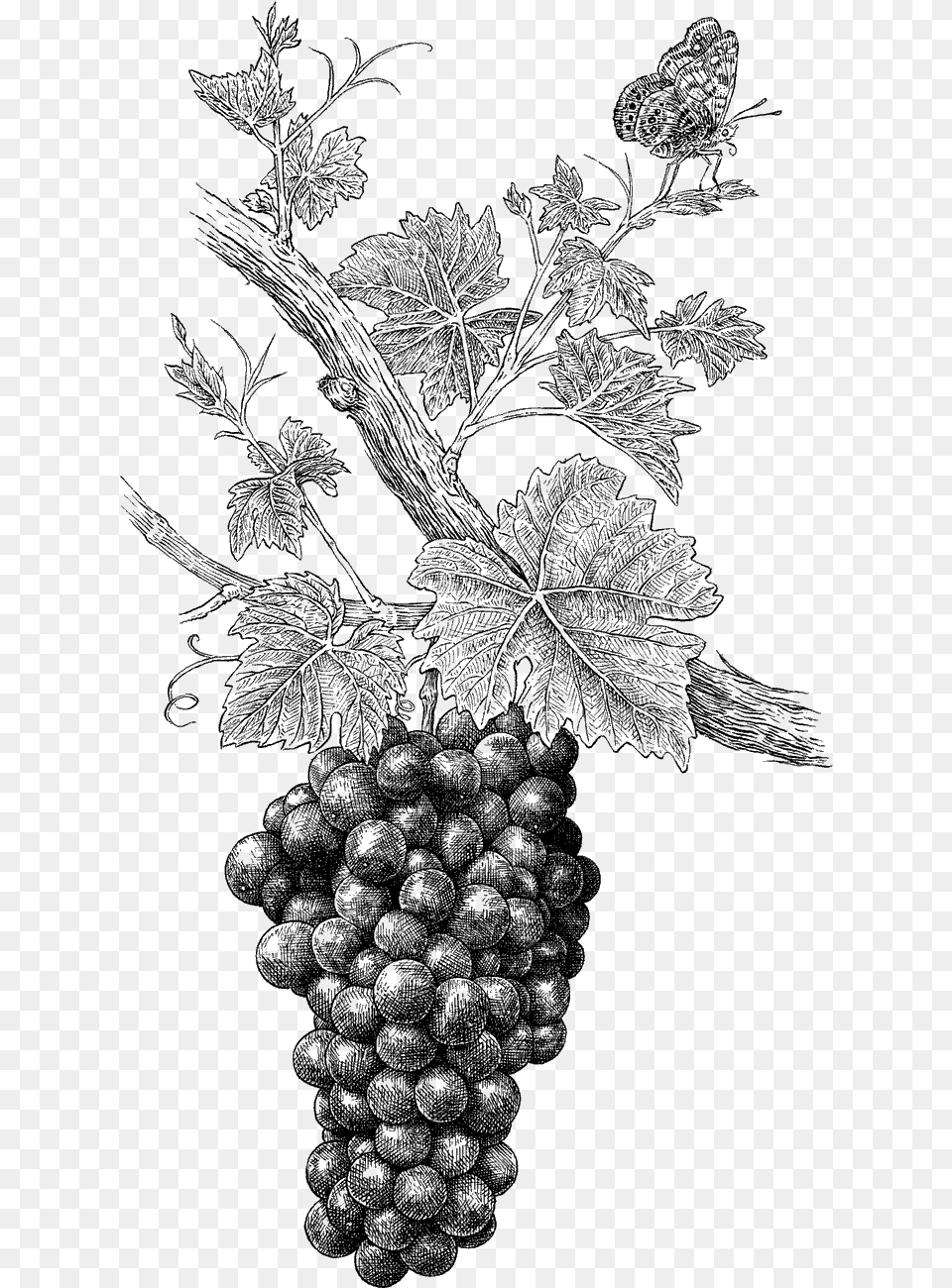 Transparent Wine Grapes Grape Illustration, Plant, Food, Fruit, Produce Png