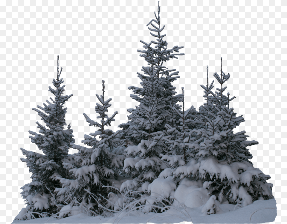 Transparent Winter Snow Transparent Snow Tree, Fir, Ice, Plant, Weather Png Image