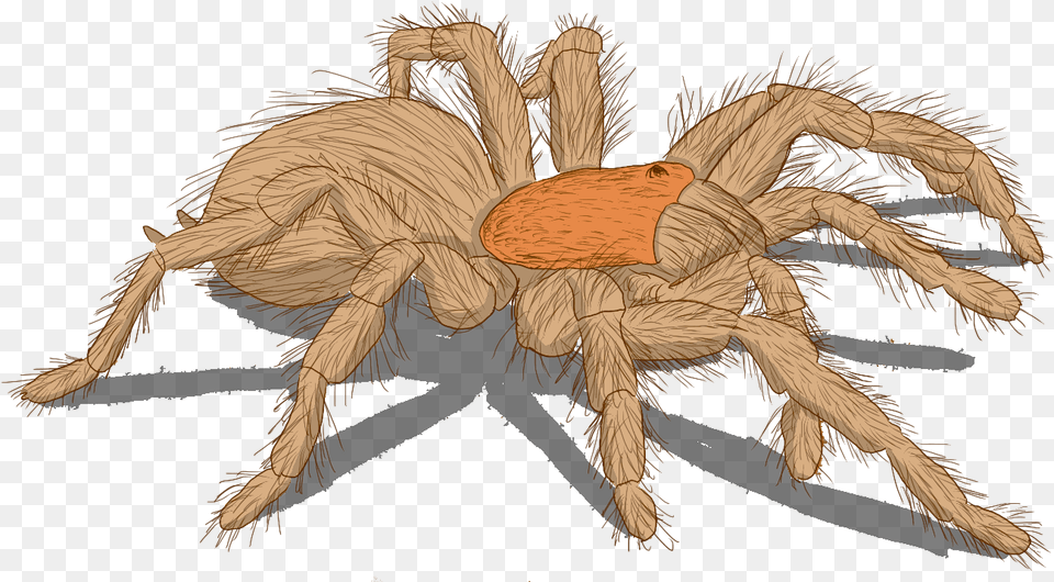 Transparent Wolf Spider Wolf Spider, Animal, Invertebrate, Insect, Tarantula Free Png Download