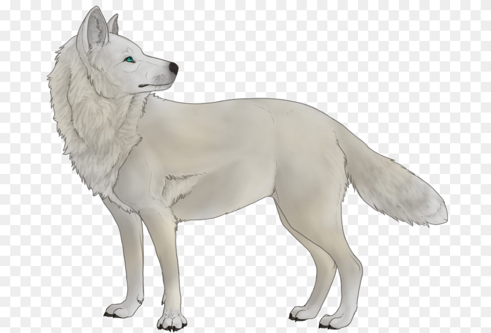 Transparent Wolf White Wolf No Background, Animal, Canine, Dog, Mammal Png Image