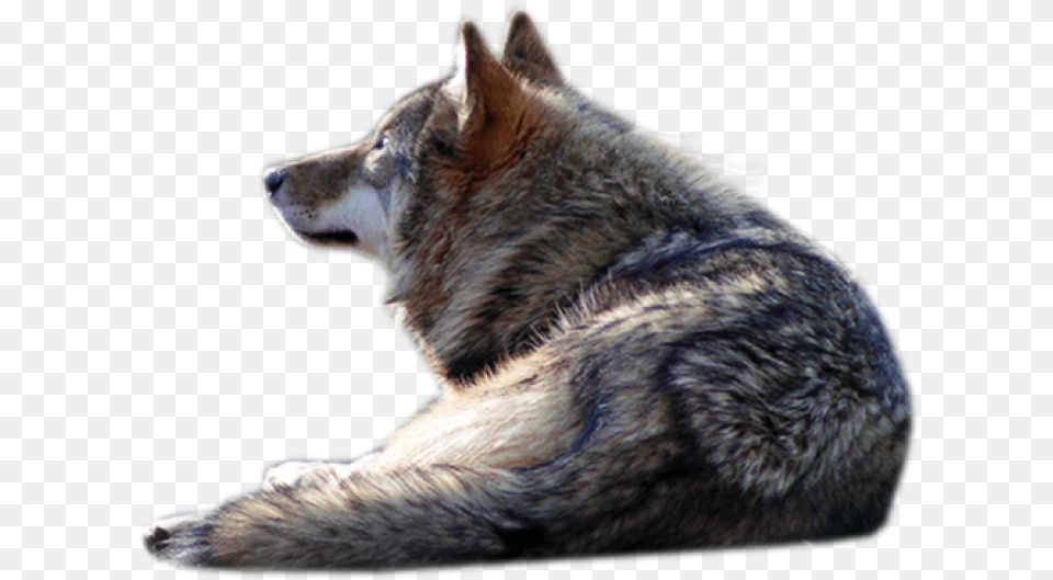 Transparent Wolf Wolf Laying Down Transparent, Animal, Mammal, Canine, Red Wolf Free Png