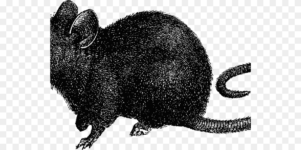 Transparent Wrestling Mat Clipart Black Death Rats, Animal, Mammal Png Image