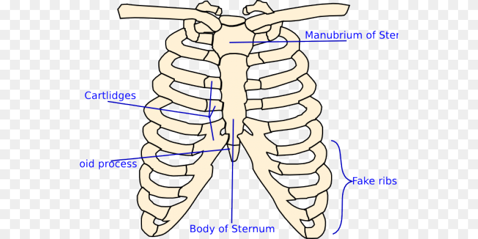 Transparent X Ray Clipart Skeleton Rib Cage Clipart, Person, Face, Head Free Png