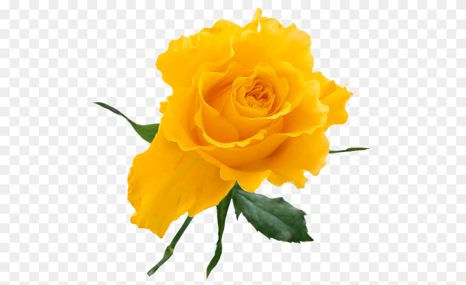 Yellow, Flower, Plant, Rose Free Transparent Png