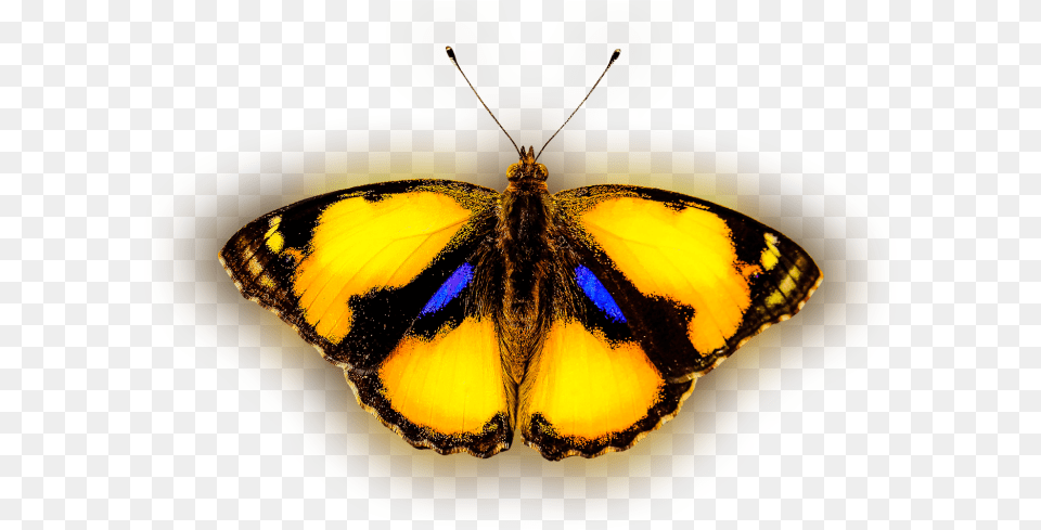 Yellow Butterfly Animals That Fly, Animal, Insect, Invertebrate Free Transparent Png