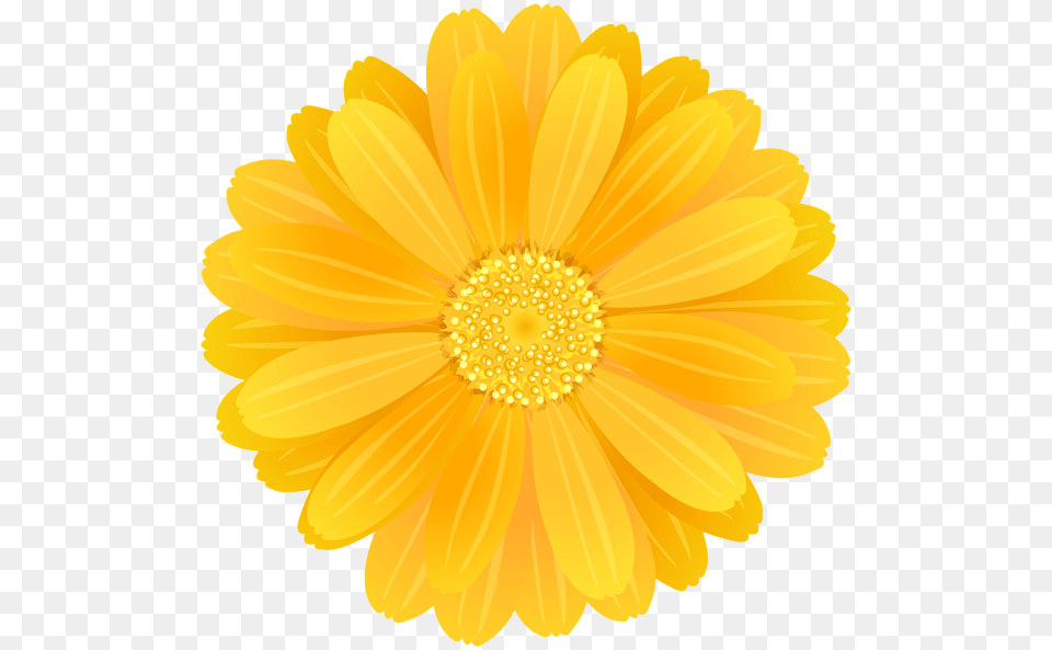 Transparent Yellow Flower Yellow Flower Transparent Background, Daisy, Petal, Plant Free Png