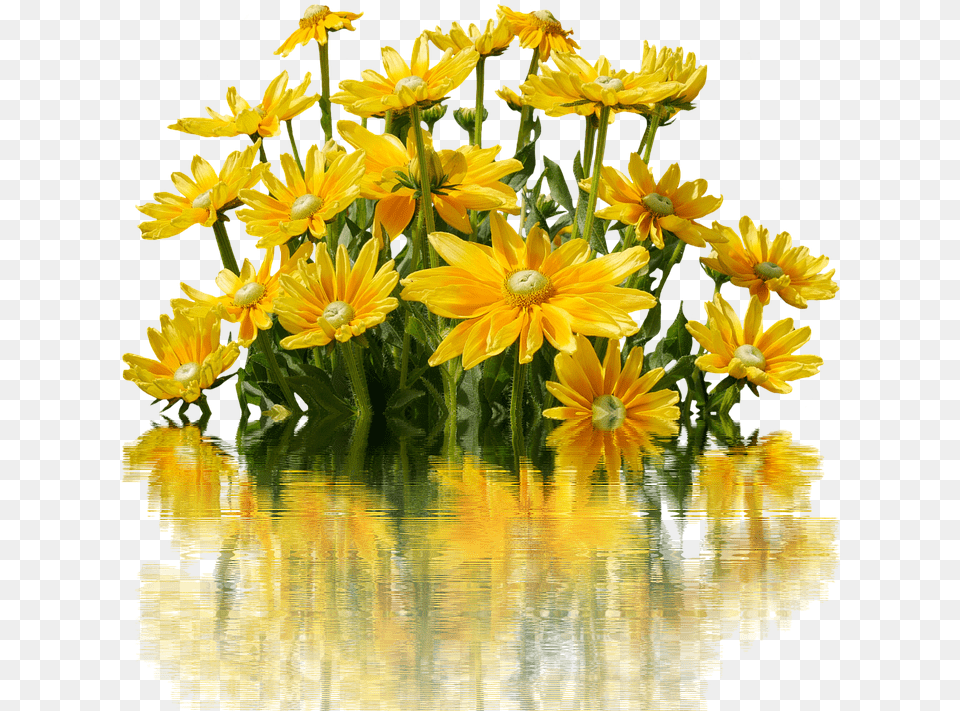 Transparent Yellow Flowers Nature Flowers Bunch, Daisy, Flower, Flower Arrangement, Flower Bouquet Png