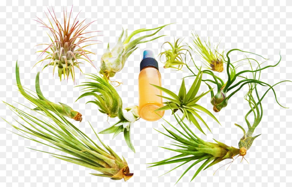 Transparent Yellow Grass Tillandsia, Plant, Herbal, Herbs, Flower Png Image