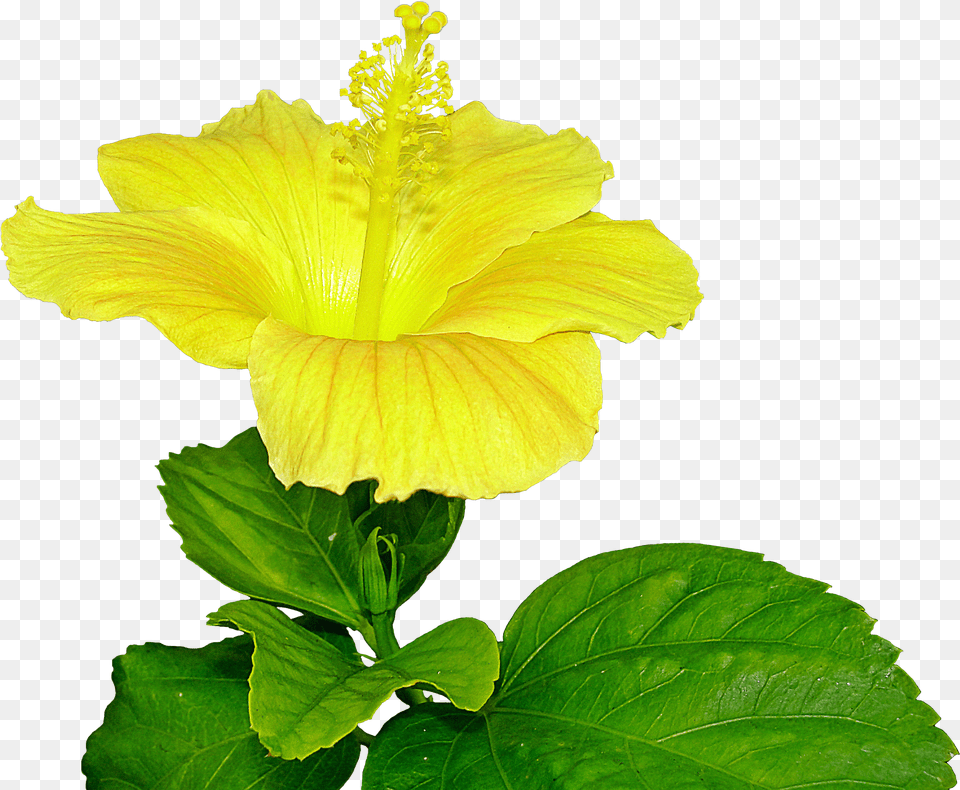 Yellow Hibiscus Clipart Pistil Free Transparent Png