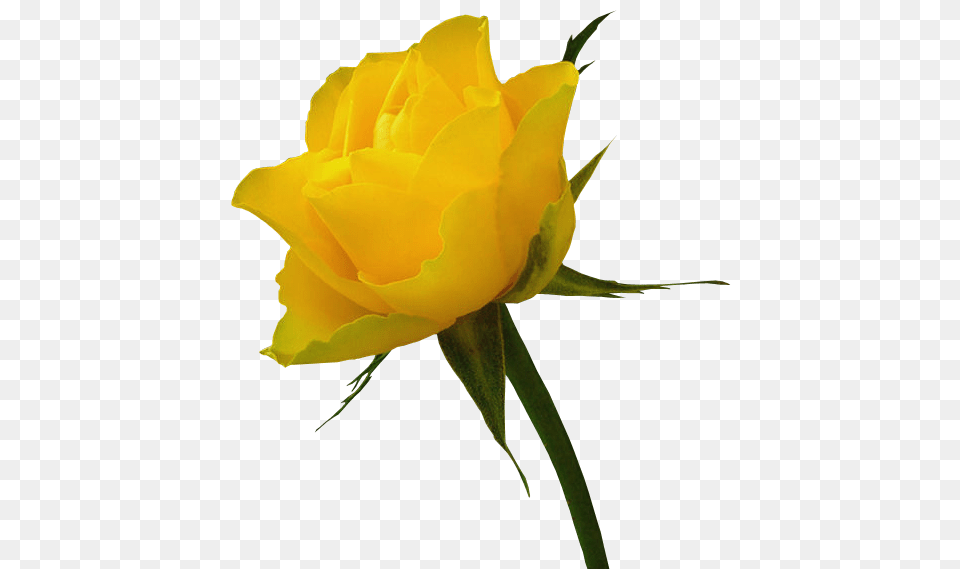 Transparent Yellow Rose, Flower, Plant, Petal Free Png