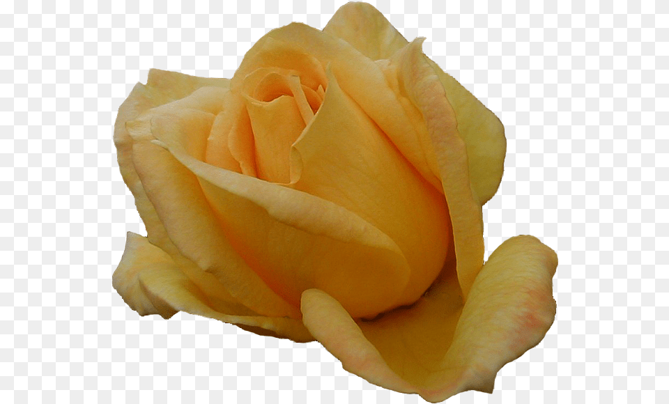 Yellow Rose File Rose, Flower, Petal, Plant Free Transparent Png
