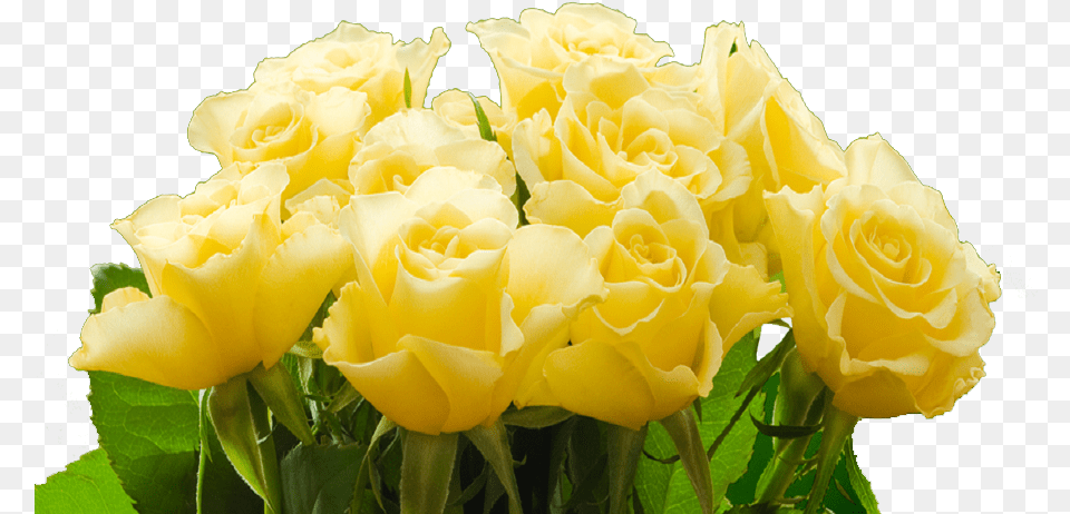 Transparent Yellow Rose Floribunda, Flower, Flower Arrangement, Flower Bouquet, Plant Free Png Download