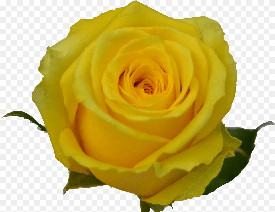 Transparent Yellow Roses Clipart Floribunda, Flower, Plant, Rose Free Png Download