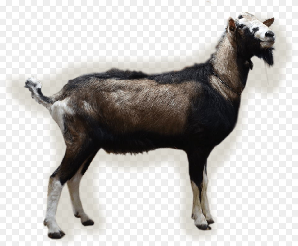 Transparent Young Bucks Goat, Livestock, Animal, Mammal, Sheep Free Png