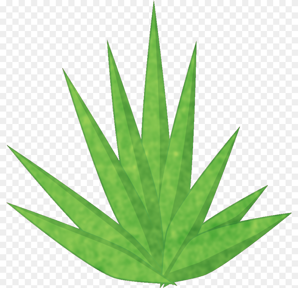 Transparent Yucca Plant Cannabis, Leaf, Aloe, Herbal, Herbs Free Png Download