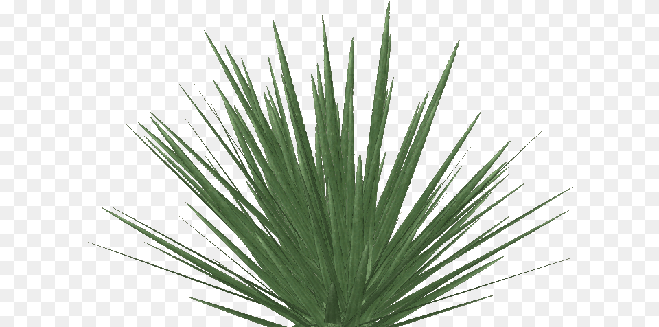 Transparent Yucca Plant Phormium Tenax, Agavaceae, Grass Free Png