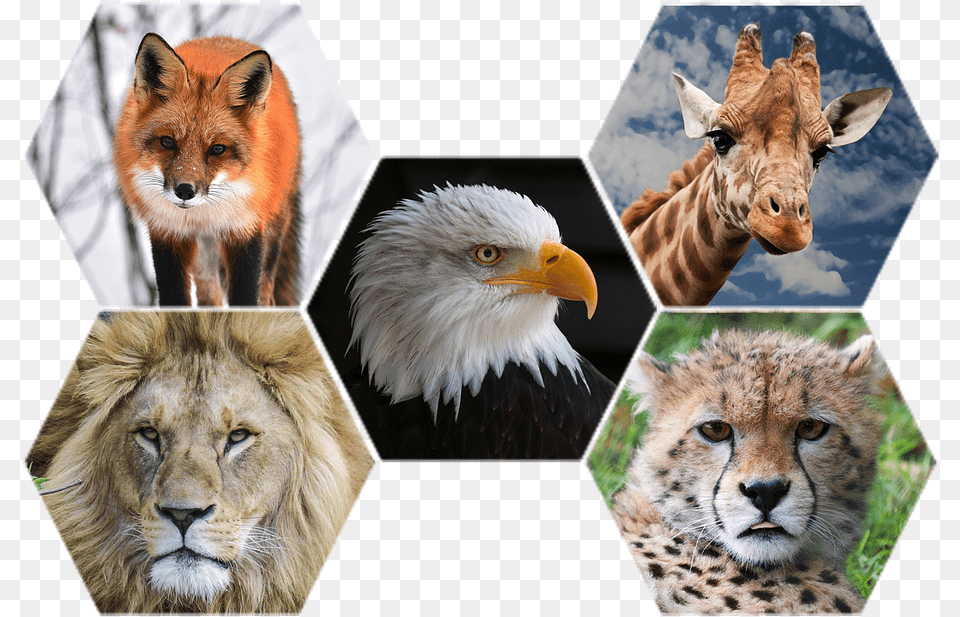 Zoo Animals, Animal, Mammal, Lion, Wildlife Free Transparent Png