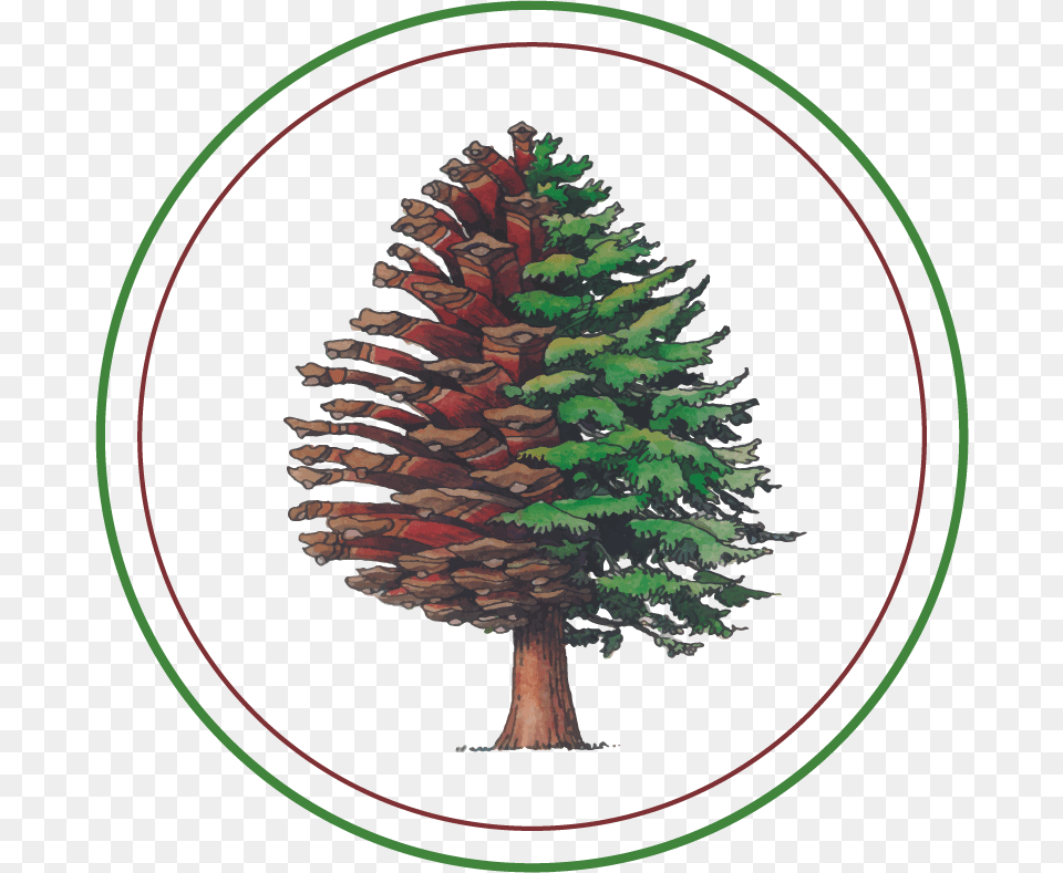 Transparente Circulo, Pine, Plant, Tree, Conifer Png Image