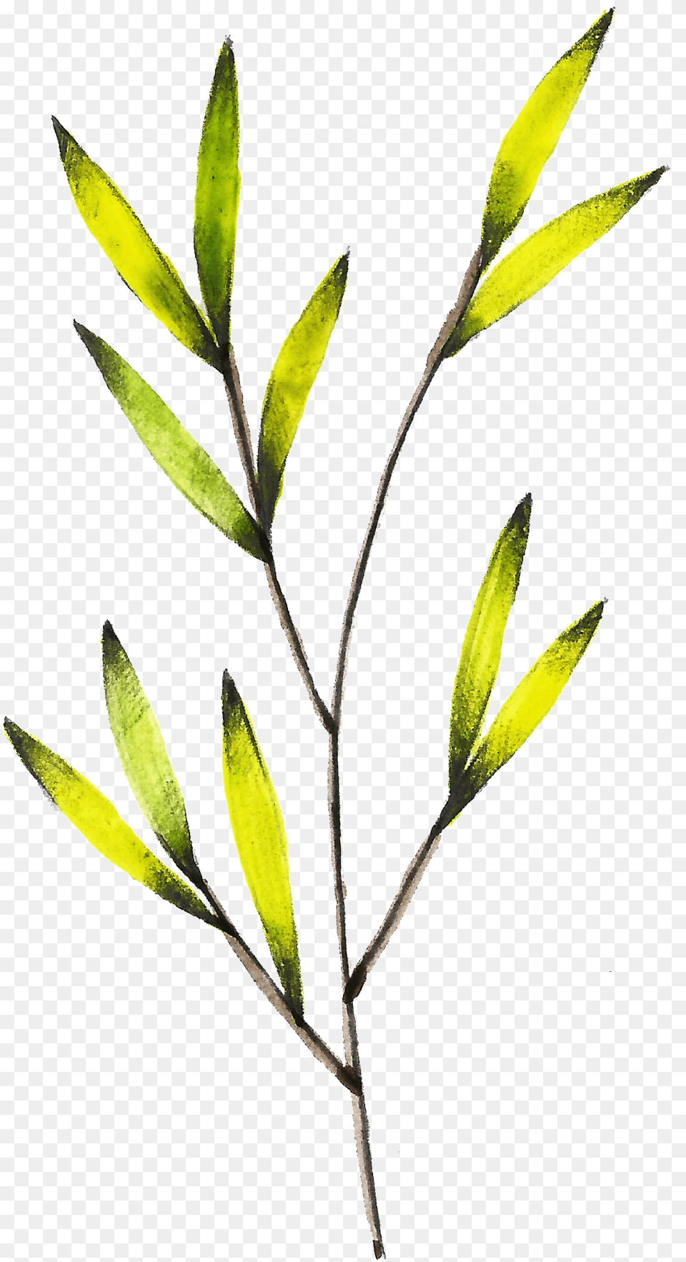 Transparente De Color Amarillo Brillante Ramas De Flores, Leaf, Plant, Tree, Herbal Free Png