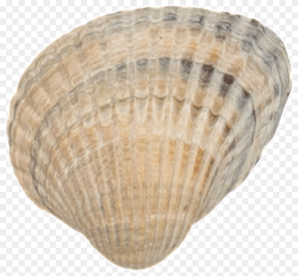 Transparente De Decorativo Para Mariscos Portable Network Graphics, Animal, Clam, Food, Invertebrate Free Png Download