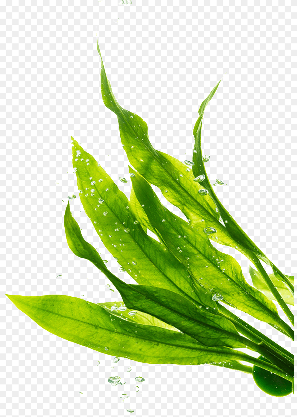 Transparente De Hojas Verdes Seaweed, Leaf, Plant, Green, Herbal Free Transparent Png