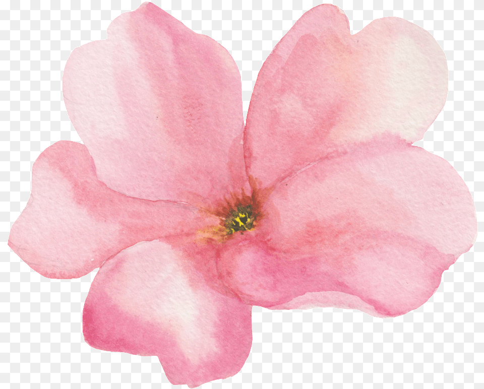 Transparente Ornamental De Flores Rosas Flores Rosadas Transparentes, Flower, Geranium, Petal, Plant Free Transparent Png