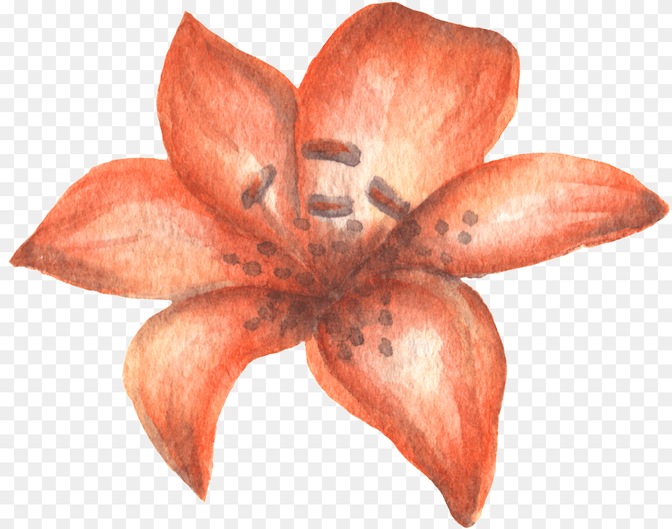 Transparente Ornamental Para La Sangre De Crtamo Watercolor Painting, Flower, Petal, Plant, Lily Free Png
