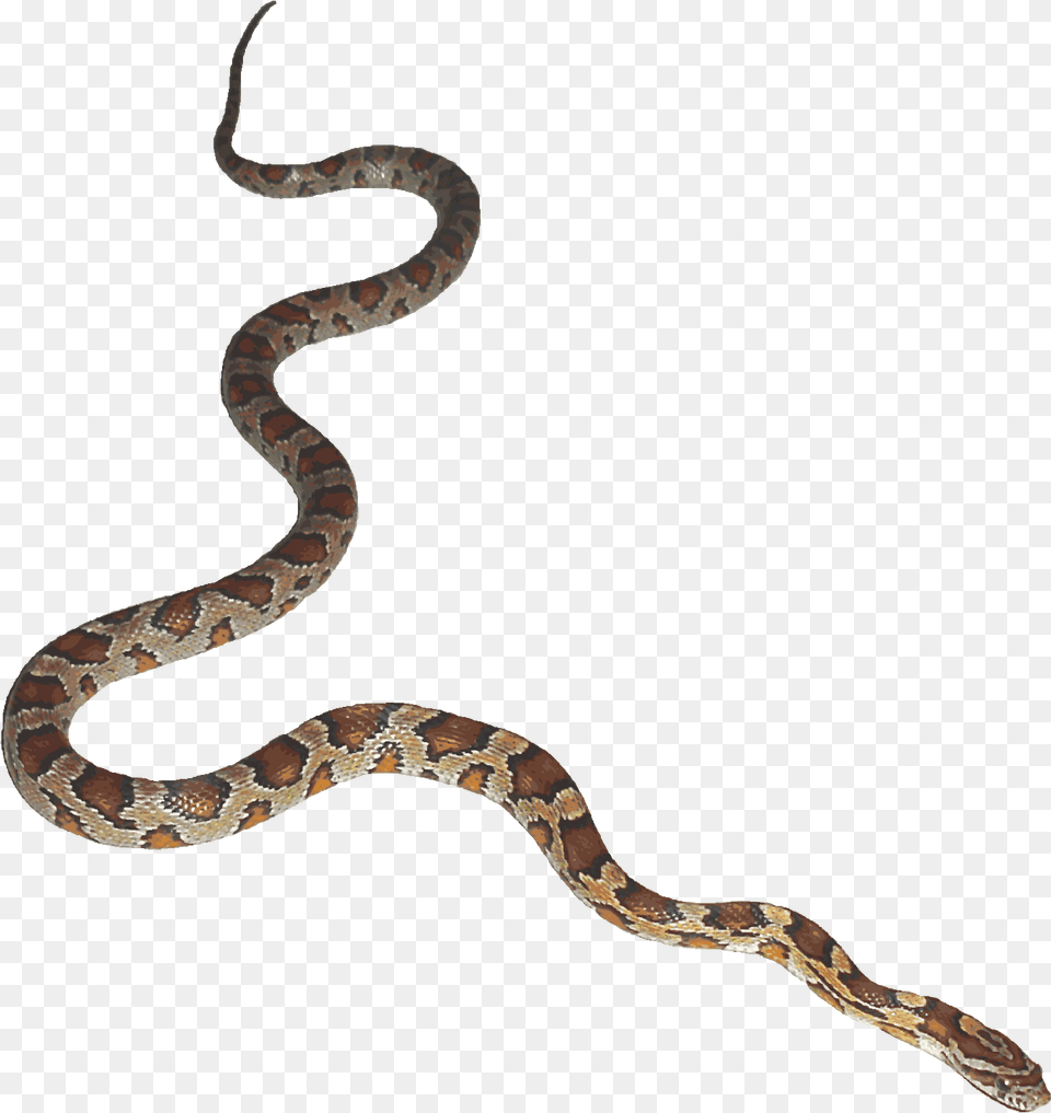 Transparenthalloween Pnghalloweensnake Transparentsnake Snake Background Gif, Animal, Reptile Png