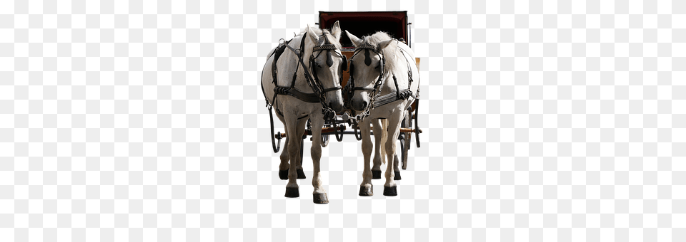 Transport Animal, Horse, Mammal, Carriage Free Transparent Png