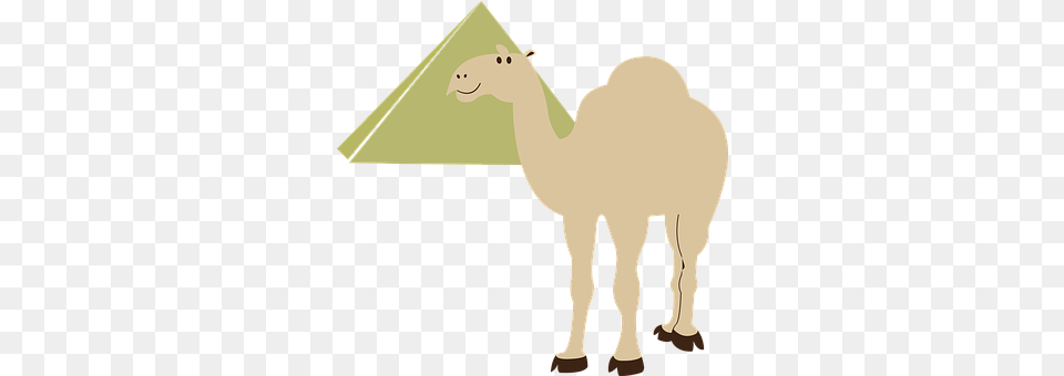 Transportation Animal, Camel, Mammal, Bear Png