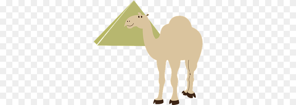 Transportation Camel Pyramid Desert Camel In Pyramids Vector, Animal, Mammal, Bear, Wildlife Png Image