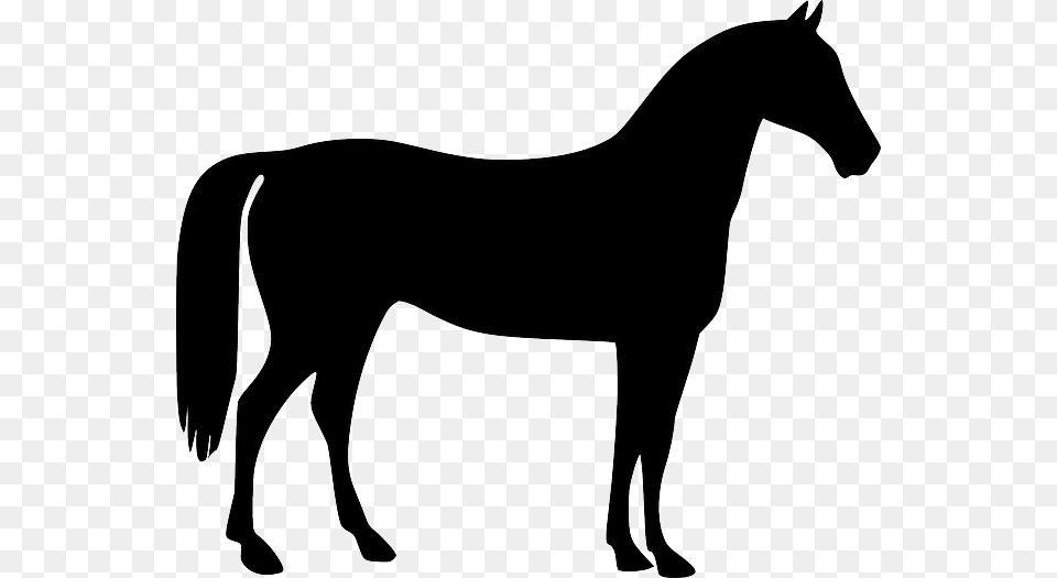 Transportation Horse Gymnastic Horse Animal Riding Horse Vector, Silhouette, Mammal, Stencil, Colt Horse Png