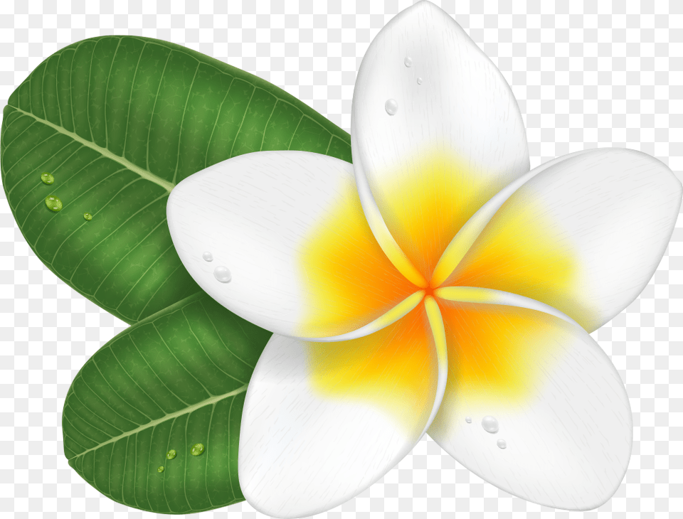 Transprent Download Plumeria Cartoon Plumeria Flower Cartoon, Leaf, Petal, Plant, Anemone Free Transparent Png