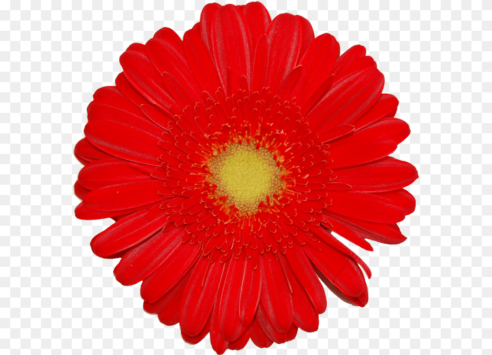 Transvaal Daisy, Flower, Petal, Plant, Dahlia Free Png Download
