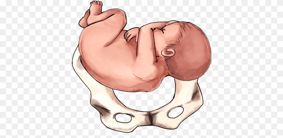 Transverse Baby Lateral Position Of Baby, Adult, Male, Man, Person Free Transparent Png