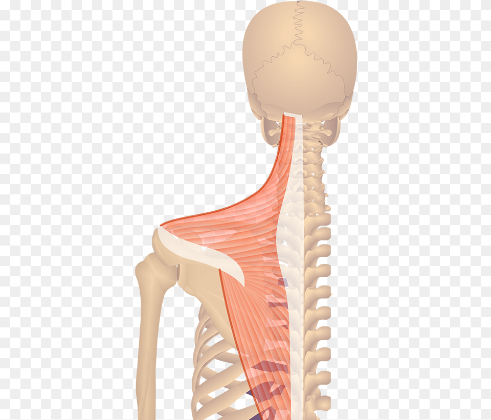 Trapezius Muscle Levator Scapulae Muscle Anatomy Insertion And Origin, Body Part, Face, Head, Neck Png Image