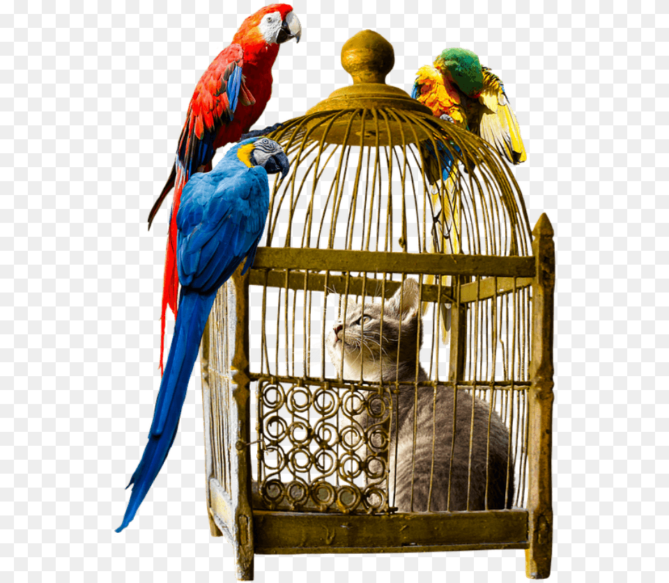Trapped In A Bird Cage, Animal, Cat, Mammal, Pet Png