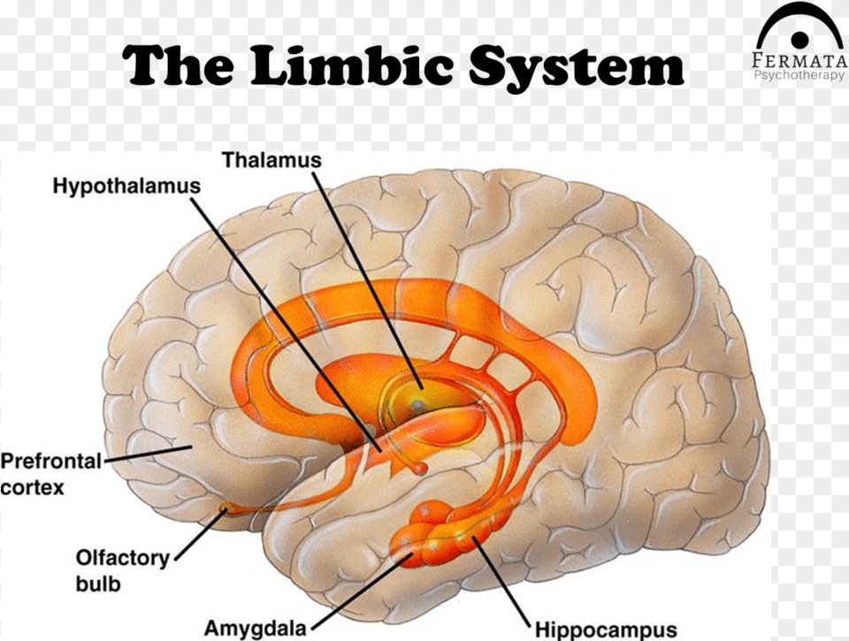 Trauma Ppt Slide 8 Prefrontal Cortex Amygdala Hippocampus Hypothalamus, Animal, Reptile, Sea Life, Turtle Png