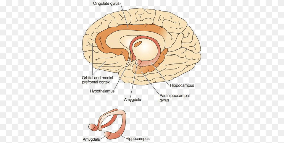 Trauma Subcortical Region, Clothing, Hat Free Png