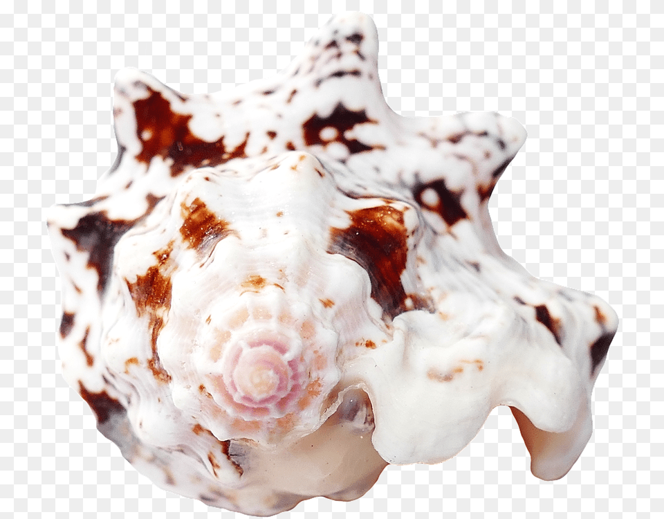 Travel Sea Shells Ocean Beach Vacation Sea Shells Seashell, Animal, Invertebrate, Sea Life, Conch Free Png Download