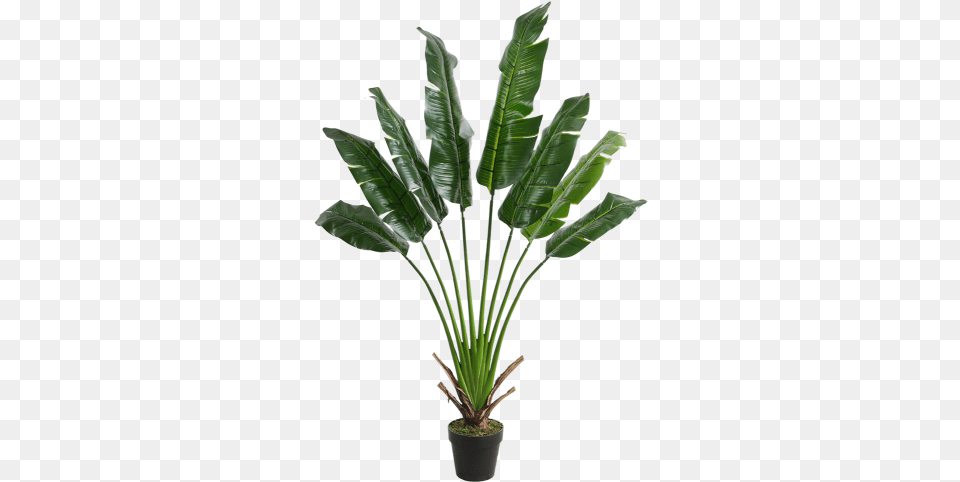 Travellers Tree 8 Leaves 150cm Ravenala Madagascariensis, Leaf, Palm Tree, Plant, Fern Png Image