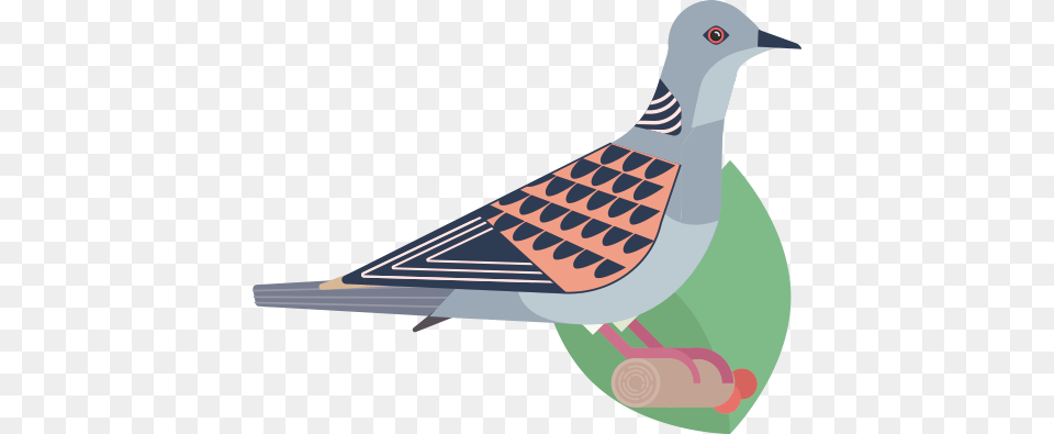Travelling From Sudan To Czech Republic Ready Stock Dove, Animal, Bird, Pigeon Free Transparent Png
