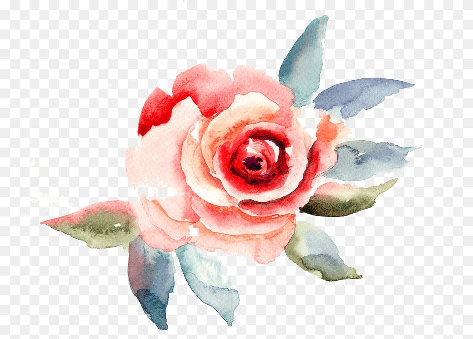 Travelling To Infinity Rose Flower Illustration, Plant, Petal, Accessories, Flower Arrangement Free Png