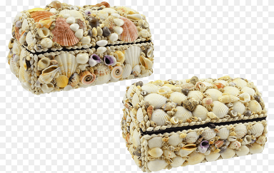 Treasure Box Natural Shells Fruit Cake, Animal, Seashell, Seafood, Sea Life Free Transparent Png