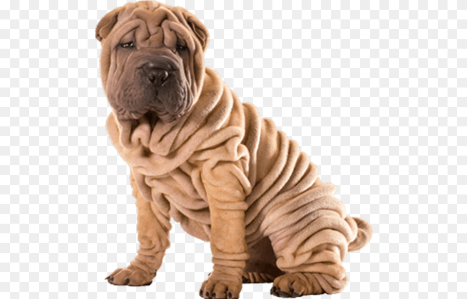 Treatment For Lines U0026 Wrinkles Damira Dental Skin Fold Dog, Animal, Canine, Mammal, Pet Free Png